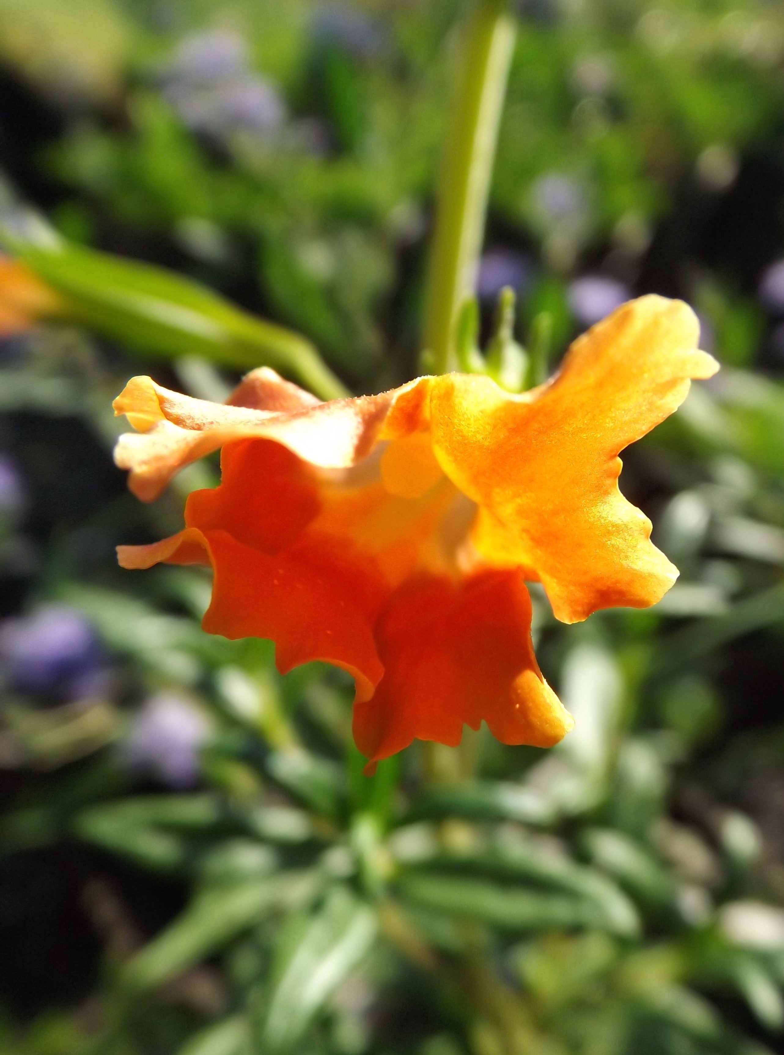 Sticky Monkey FLower